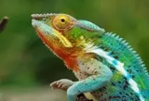 Entrega Modulo2 P2P/img/chameleon6.jpg
