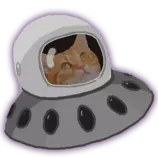 cat.png