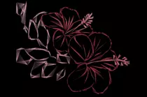 draw-flower/flower/result/hibiscus.png