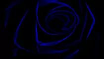 draw-flower/flower/result/rose.png