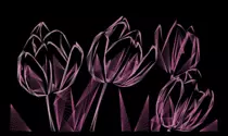 draw-flower/flower/result/tulip.png