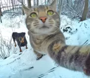multimedia/images/gato1.png