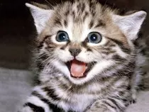 multimedia/images/gato3.jpg