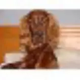setterenca.jpg