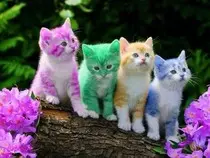 cats.jpg