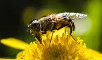 curso/mod02/ejercicios/obligatorio/img/abeja_pequena.jpg