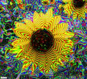 images/GGGGG.gif