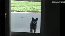 Cat.gif