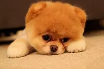 Bloque 1/images/boo_Pomeranian_Dog_01.jpg