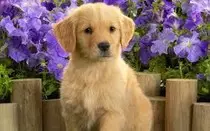 Bloque 1/images/quiero-adoptar-un-perro-Golden-Retriever-20140928215911.jpg
