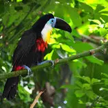 bloque+3/tucan.jpg