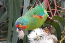 pictures/Parroteating.jpg