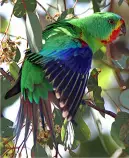 pictures/Parrotfeathers.jpg