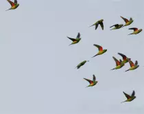 pictures/Parrotmigrating.jpg