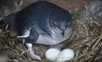 pictures/Penguinnest.jpg