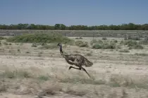 pictures/emurunning.jpg
