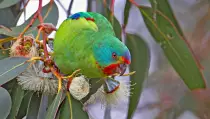 pictures/parroteating1.jpg