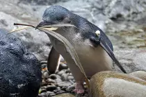 pictures/penguineating.jpg