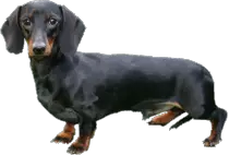 MODULO3/EJER1/perro.gif