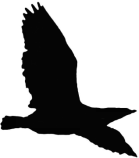 pajaro4.png