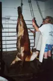 cowslaughterhouse.jpg