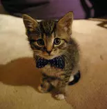 img/kitten.jpg