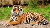 tiger.jpg