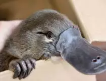 img/platypus.png