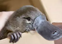 img/platypus_in_box.jpg