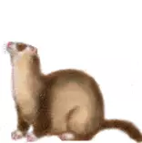 animated-gifs-ferrets-56.gif