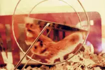 story/hamsters-in-a-wheel-gif.gif