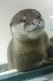 ibmHDcSbAJMLu0.jpg