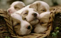 puppy2.jpg