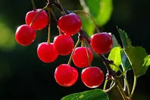 imagenes/cerezas3.jpg