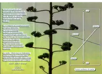 scanbrochure1.png