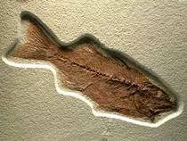 Mioplosus.jpg