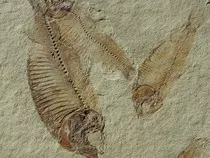 fish3.jpg
