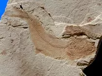 fish4.jpg