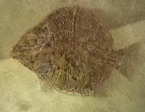 fish5.jpg