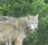 wolf1.jpg