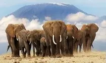 img/Elefante.jpg