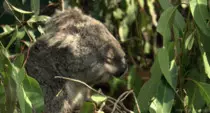 imagenes/koala2.jpg