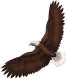 Mod_2/imagenes_y_videos /aguila_500x600.png