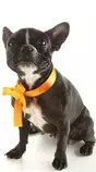 Mod_2/imagenes_y_videos /bulldog-frances_400x600.jpg