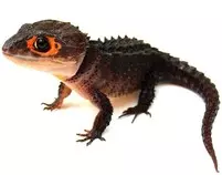 Mod_2/imagenes_y_videos /lagarto_800x600.jpg
