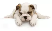 Mod_2/imagenes_y_videos /perro-cachorro_1000x600.jpg