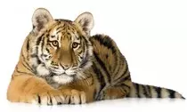 Mod_2/imagenes_y_videos /tigre-acostado_1000x600.jpg