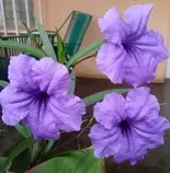 img/Jardin_01.jpg