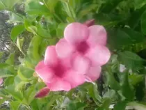 img/Jardin_05.jpg