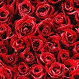 images/redrose.gif